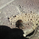 Queen Ant