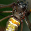 Golden Orb Weaver Spider