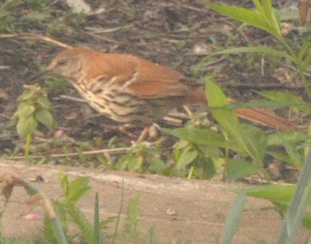 Spotting Image 1