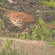 Brown Thrasher