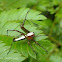 Lynx spider
