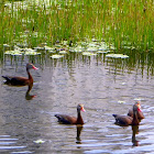 Black-Bellied Whistling Ducks