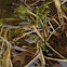 Bullfrog