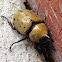Eastern Hercules Beetle