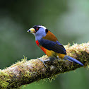 toucan barbet