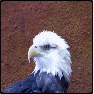 Toddler Zoo Sounds World.apk 1.0