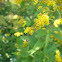 rough stemmed golden rod