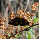 Mint Moth