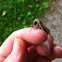 Swift moth or ghost moth