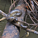 Green Anaconda