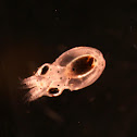 Polvo de rocha (gl), Pulpo de roca (es), Common octopus (uk)