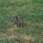 Grey squirrel
