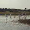 Painted stork