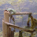 Gray Tree Frog