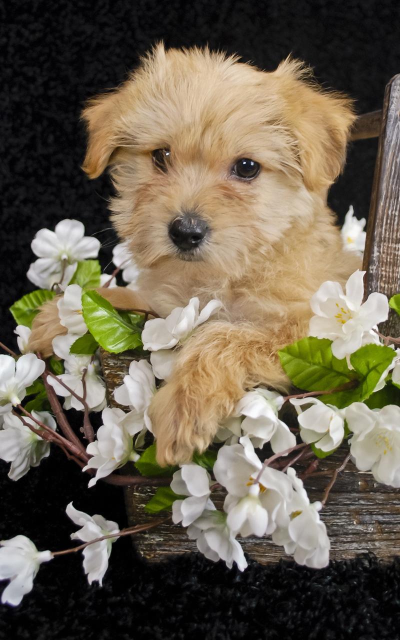 Android application Puppies Live Wallpaper screenshort