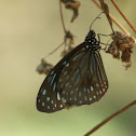 dark blue tiger