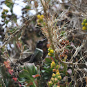 Colibrí cuello blanco