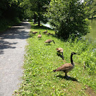Canadian geese