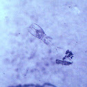 Copepod sp.