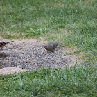Mourning Dove