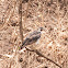 Augur Buzzard