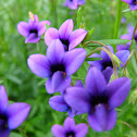 Fynbos
