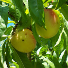 White flesh peach