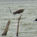 Osprey