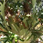 Staghorn Fern