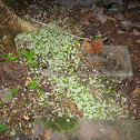 Leaf-Cutter Ant Cuttings
