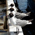 Gulf Coast Wildlife