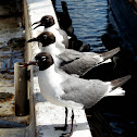 Laughing Gull