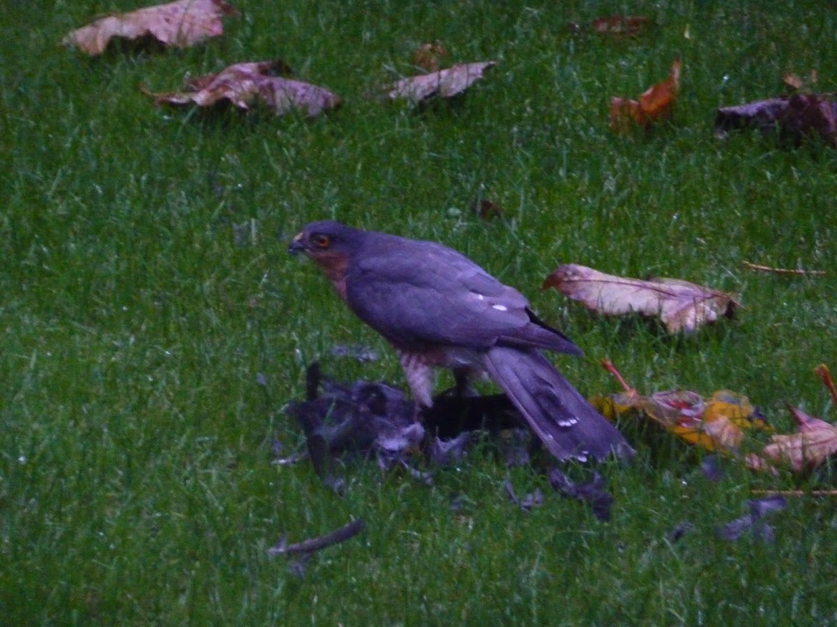sparrow hawk