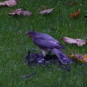 sparrow hawk