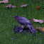sparrow hawk