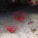 Tube Worm