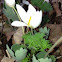 Bloodroot