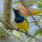 Olive-backed Sunbird