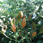 Orange Rust