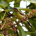 Olive-Backed Sunbird