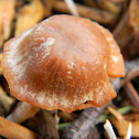 Scurfy Twiglet
