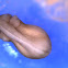 New Mexico Spadefoot Larvae