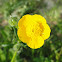 Meadow buttercup