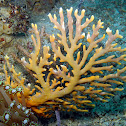 Lace Coral