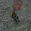 Archduke - female