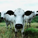 BON (Blanco Orejinegro)