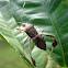 Leaf-Footed Bug