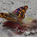 Painted Lady