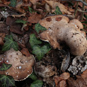 Birch polypore