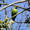 Golden-fronted Leafbird